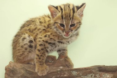 A leopard cat baby is showing aggressive behavior ready to attack. This nocturnal mammal that lives in forest areas on the island of Java has the scientific name Prionailurus bengalensis.