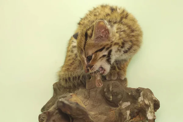 A leopard cat baby is showing aggressive behavior ready to attack. This nocturnal mammal that lives in forest areas on the island of Java has the scientific name Prionailurus bengalensis.
