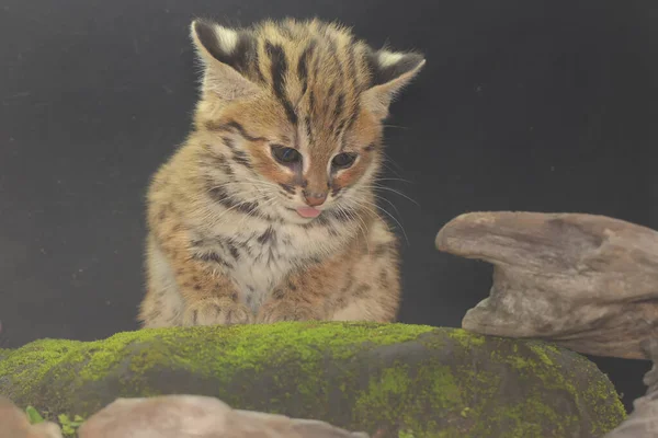 A leopard cat baby is showing aggressive behavior ready to attack. This nocturnal mammal that lives in forest areas on the island of Java has the scientific name Prionailurus bengalensis.
