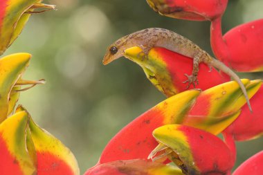 A Javan bent-toed gecko is basking in the sun before starting its daily activities. This reptile has the scientific name Cyrtodactylus marmoratus.