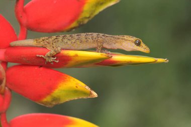 A Javan bent-toed gecko is basking in the sun before starting its daily activities. This reptile has the scientific name Cyrtodactylus marmoratus.