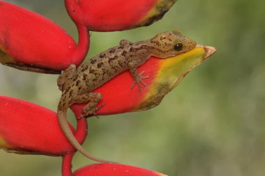 A Javan bent-toed gecko is basking in the sun before starting its daily activities. This reptile has the scientific name Cyrtodactylus marmoratus.
