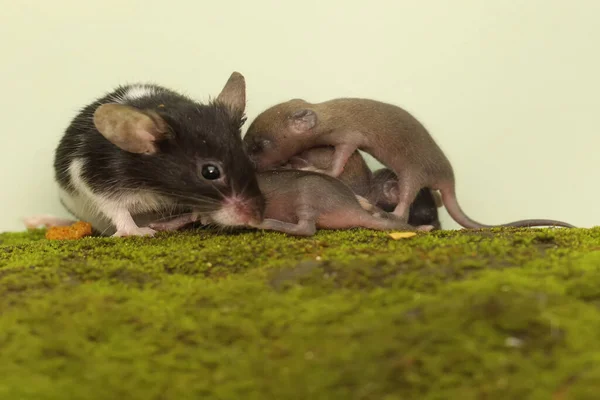 Mother Mouse Breastfeeding Her Babies Rodent Mammal Has Scientific Name — Stok fotoğraf