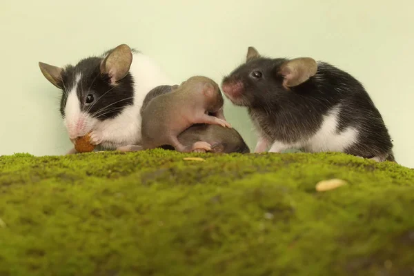 Mother Mouse Breastfeeding Her Babies Rodent Mammal Has Scientific Name — Foto Stock