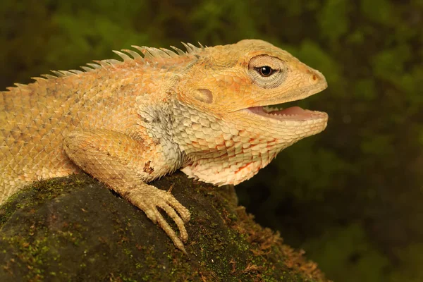 Cabeza Lagarto Jardín Oriental Que Muy Elegante Feroz Este Reptil —  Fotos de Stock