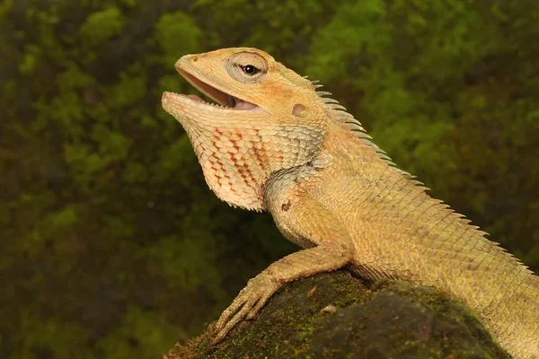 The head of an oriental garden lizard that looks very dashing and fierce. This reptile has the scientific name Calotes versicolor.