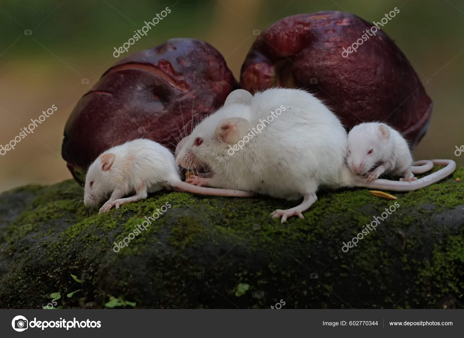 What Do Mice Eat In The Wild