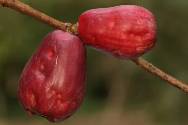 Uma Coleção Maçãs Malaios Cor Rosa Esta Planta Tem Nome — Fotografia de Stock