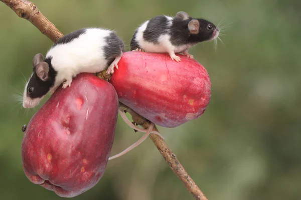 Δύο Νεαρά Ποντίκια Τρώνε Ένα Ροζ Μήλο Μαλαισίας Αυτό Τρωκτικό — Φωτογραφία Αρχείου