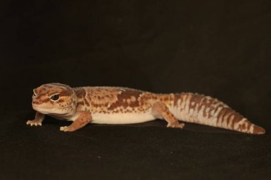An African fat tailed gecko is sunbathing before starting his daily activities. This reptile has the scientific name Hemitheconyx caudicinctus.