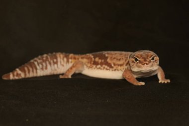 An African fat tailed gecko is sunbathing before starting his daily activities. This reptile has the scientific name Hemitheconyx caudicinctus.