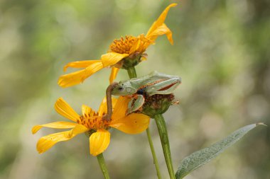 Yeşil bir ağaç kurbağası, sarı bir kır çiçeğini avlayan tırtılları avlıyor. Bu amfibyumun bilimsel adı Rhacophorus reinwardtii.