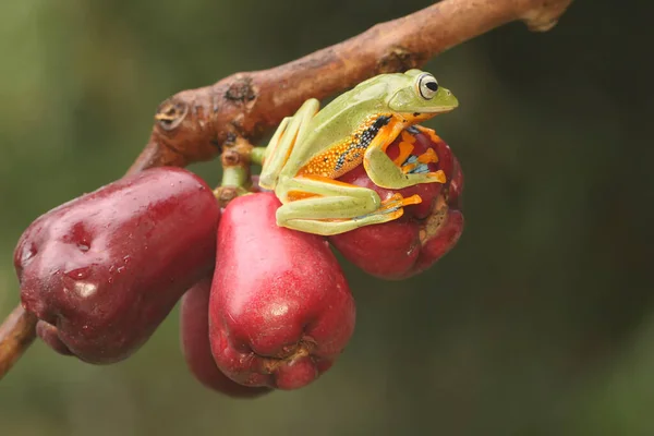 Ένας Πράσινος Βάτραχος Κυνηγά Θήραμα Ένα Κλαδί Μιας Ροζ Μηλιάς — Φωτογραφία Αρχείου