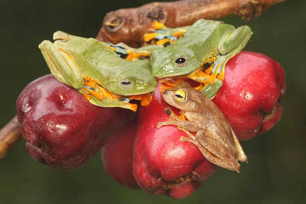 Tři Zelené Žáby Připravují Páření Větvi Růžové Malajské Jabloně Pokryté — Stock fotografie