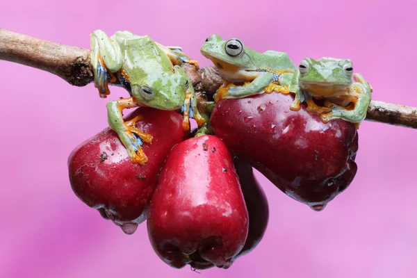 三只绿树蛙准备在一棵覆盖着果实的粉红马来苹果树的树枝上交配 这种两栖动物的学名是Rhacophorus Reinwardtii — 图库照片