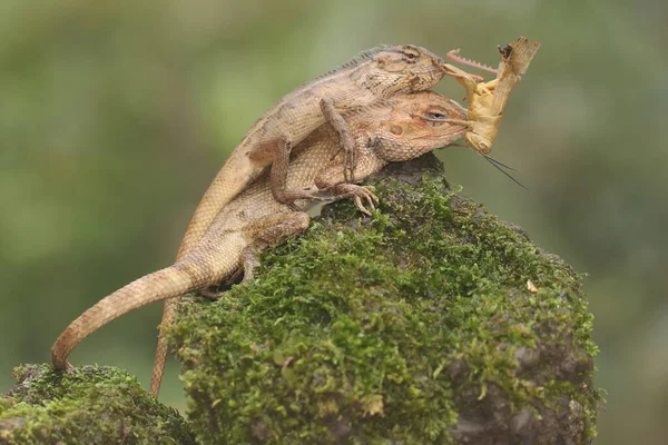 Two Oriental Garden Lizards Indeed Grasshopper Bushes Reptile Has Scientific — 스톡 사진