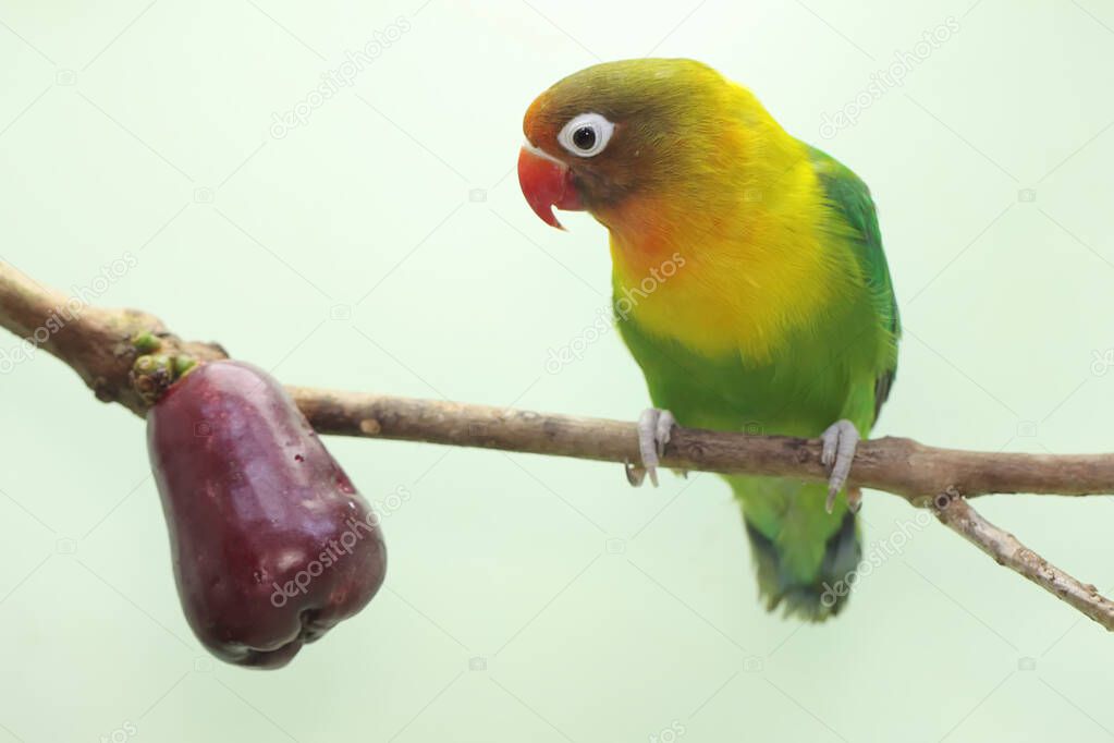 A lovebirds perched on a branch of a pink Malay apple tree. This bird which is used as a symbol of true love has the scientific name Agapornis fischeri.