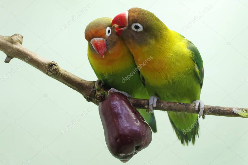 A pair of lovebirds are perched on a branch of a pink Malay apple tree. This bird which is used as a symbol of true love has the scientific name Agapornis fischeri.
