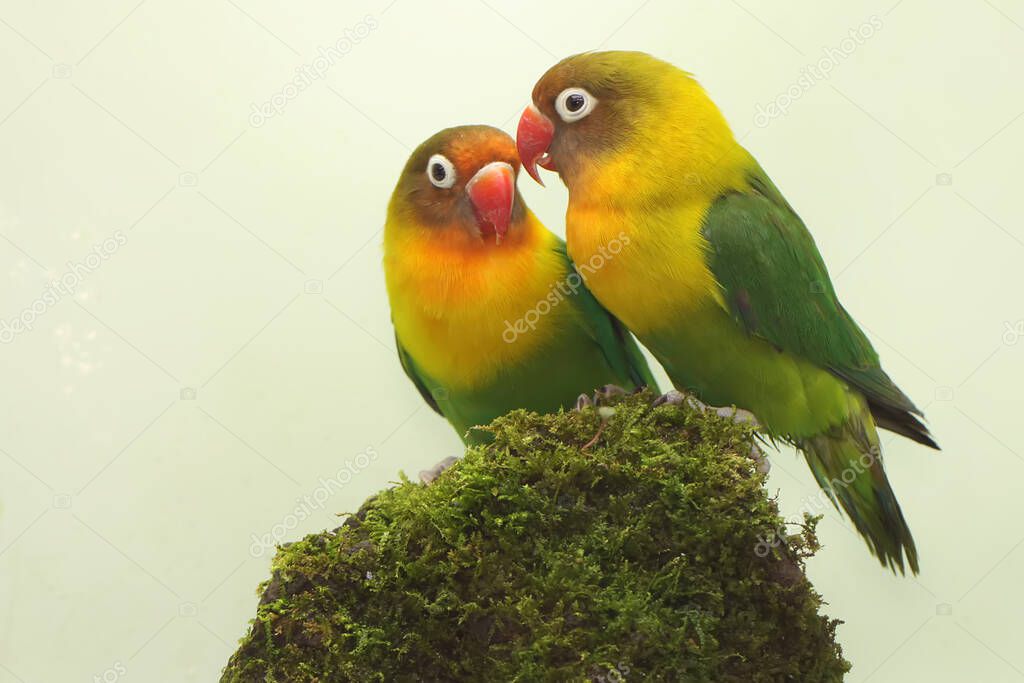 A pair of lovebirds are foraging on moss-covered ground. This bird which is used as a symbol of true love has the scientific name Agapornis fischeri.
