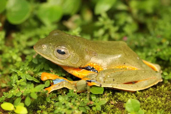 Green Tree Frog Hunting Prey Bush Amphibian Has Scientific Name — Stock Photo, Image