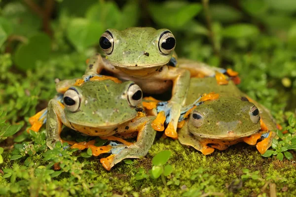 3匹の緑のツリーカエルが野花で獲物を探しています この両生類の学名はRhacophorus Renwardtiiです — ストック写真