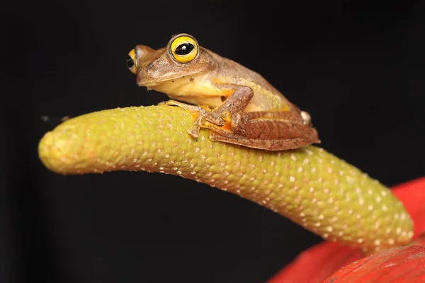 Uma Verde Está Procura Presas Flor Antúrio Este Anfíbio Tem — Fotografia de Stock