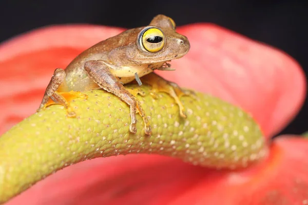 Zelená Žába Loví Kořist Květině Anthuria Tento Obojživelník Vědecké Jméno — Stock fotografie