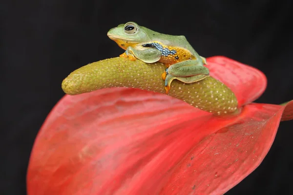 Uma Verde Está Procura Presas Flor Antúrio Este Anfíbio Tem — Fotografia de Stock