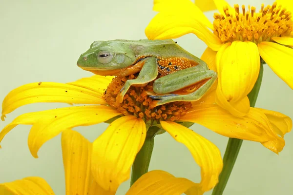 Zelená Žába Loví Keři Kořist Tento Obojživelník Vědecké Jméno Rhacophorus — Stock fotografie