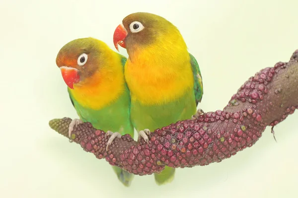 Pair Lovebirds Perched Weft Anthurium Flower Bird Which Used Symbol — Stock Photo, Image