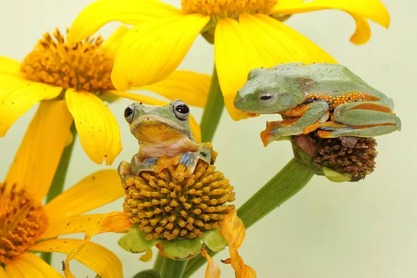 Duas Rãs Verdes Caçam Presas Num Arbusto Este Anfíbio Tem — Fotografia de Stock