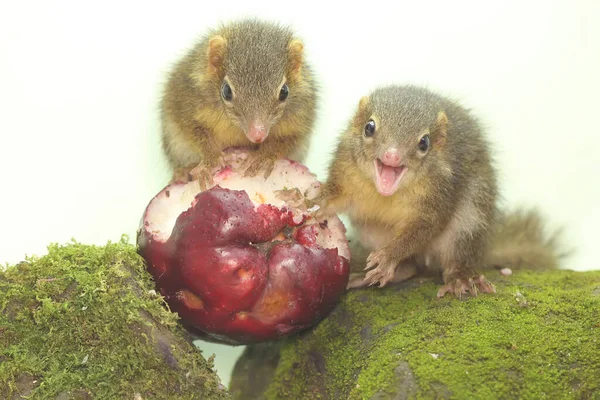 Een Paar Javanen Eten Roze Maleise Appels Dit Knaagdier Heeft — Stockfoto