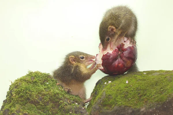 Een Paar Javanen Eten Roze Maleise Appels Dit Knaagdier Heeft — Stockfoto