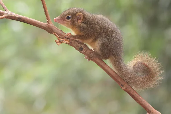Young Javan Treeshrew Eating Pink Malay Apple Rodent Mammal Has — Fotografia de Stock