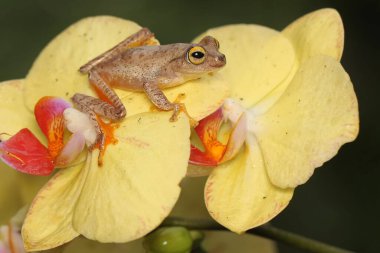 A tree frog is hunting for prey in an assemblage of wild moth orchids. This amphibian has the scientific name Rhacophorus reinwardtii.
