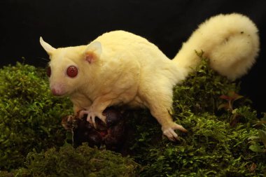 A young albino sugar glider is preying on a cricket on a rock overgrown with moss. This mammal has the scientific name Petaurus breviceps.