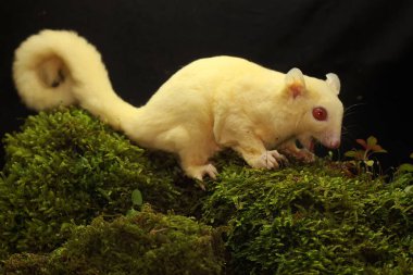 A young albino sugar glider is preying on a cricket on a rock overgrown with moss. This mammal has the scientific name Petaurus breviceps.