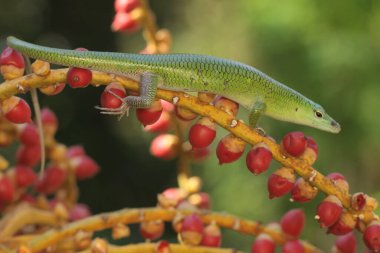 An emerald tree skink is looking for prey in a palm grove. This reptile has the scientific name Lamprolepis smaragdina.