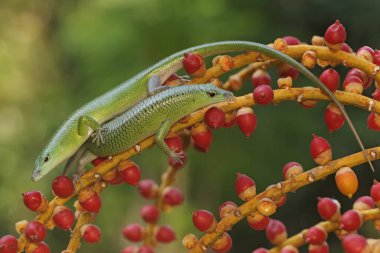 A pair of emerald tree skinks are looking for prey in a palm grove. This reptile has the scientific name Lamprolepis smaragdina.
