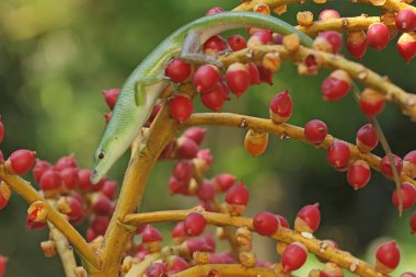 An emerald tree skink is looking for prey in a palm grove. This reptile has the scientific name Lamprolepis smaragdina.