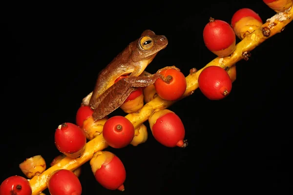 A tree frog is hunting for prey in a bunch of palms. This amphibian has the scientific name Rhacophorus reinwardtii.