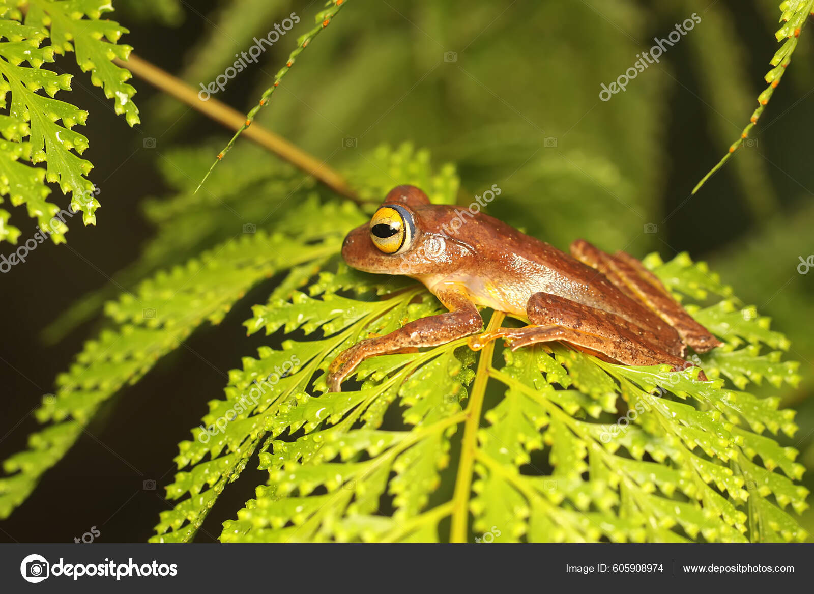 Tree Frog Hunting Prey Lush Fern Leaves Amphibian Has Scientific