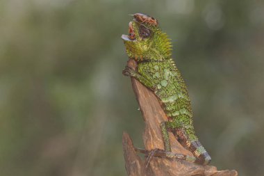 Bir orman ejderhası bir cırcırböceğini avlıyor. Bu sürüngenin bilimsel adı Gonocephalus chamaeleontinus..