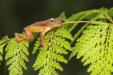 Bir ağaç kurbağası yemyeşil eğreltiotu yapraklarında avlanıyor. Bu amfibyumun bilimsel adı Rhacophorus reinwardtii.