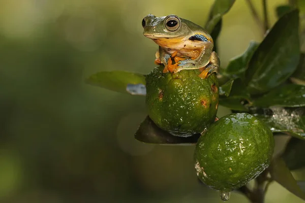 Ένας Πράσινος Βάτραχος Κυνηγά Θήραμα Ένα Θάμνο Αυτό Αμφίβιο Έχει — Φωτογραφία Αρχείου