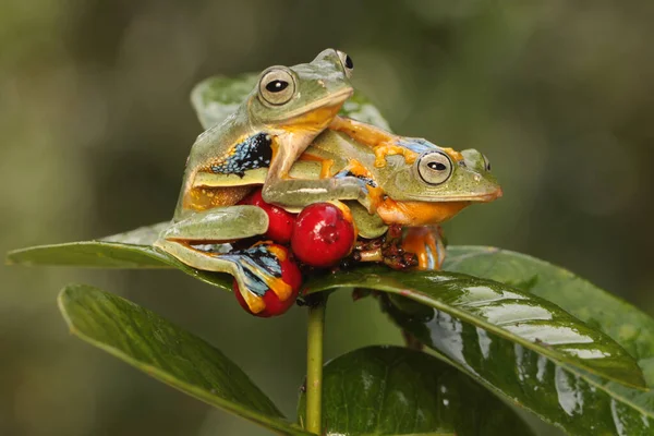 Dvě Zelené Stromové Žáby Loví Kořist Ovoci Ixora Tento Obojživelník — Stock fotografie