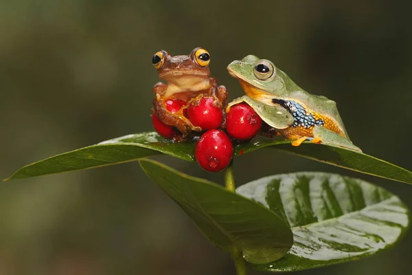 Dvě Zelené Stromové Žáby Loví Kořist Ovoci Ixora Tento Obojživelník — Stock fotografie