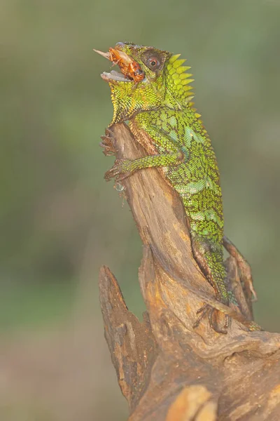 Forest Dragon Preying Cricket Reptile Has Scientific Name Gonocephalus Chamaeleontinus — Stock Photo, Image