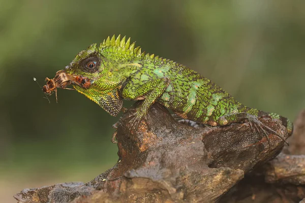 Forest Dragon Preying Cricket Reptile Has Scientific Name Gonocephalus Chamaeleontinus — Stock Photo, Image