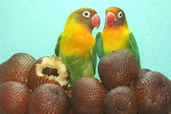 Pair Lovebirds Perched Snakefruits Group Bird Which Used Symbol True — Stok fotoğraf